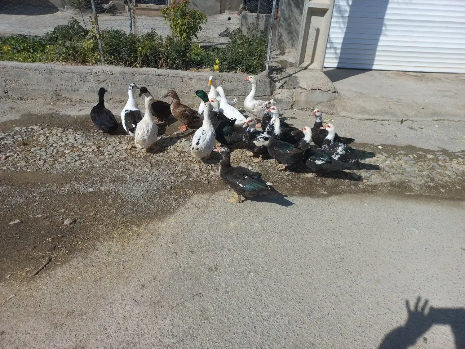 اردک|حیوانات مزرعه|دیواندره, |دیوار