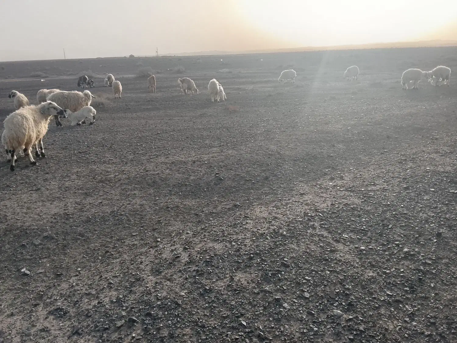 گوسفند|حیوانات مزرعه|خوسف, |دیوار