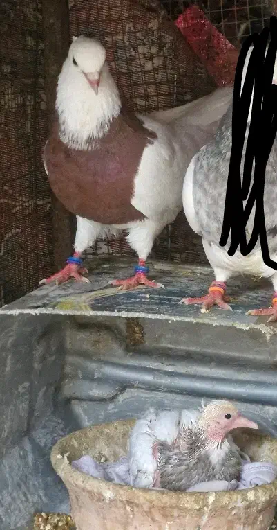 طوقی|پرنده|پیر بکران, |دیوار