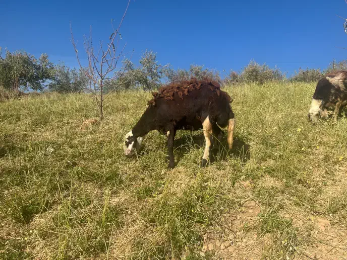 بره ماده|حیوانات مزرعه|بروجرد, |دیوار