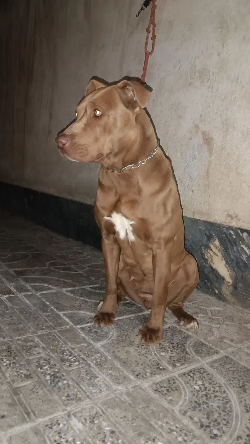 پیت بول|سگ|معصومیه, |دیوار