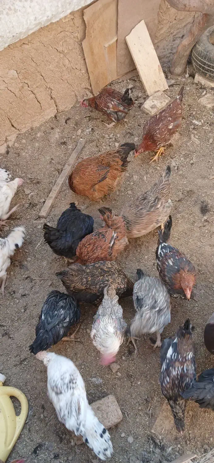 فروش مرغ وخروس وجوجه بوقلمون|حیوانات مزرعه|شهرکرد, |دیوار