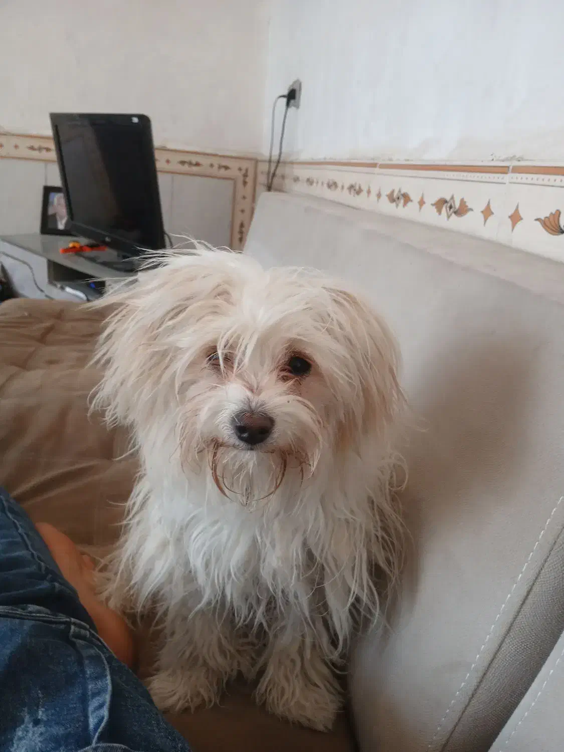 باسلام سگ خونگی شیتزو ماده ۴ماه|سگ|اندیمشک, |دیوار