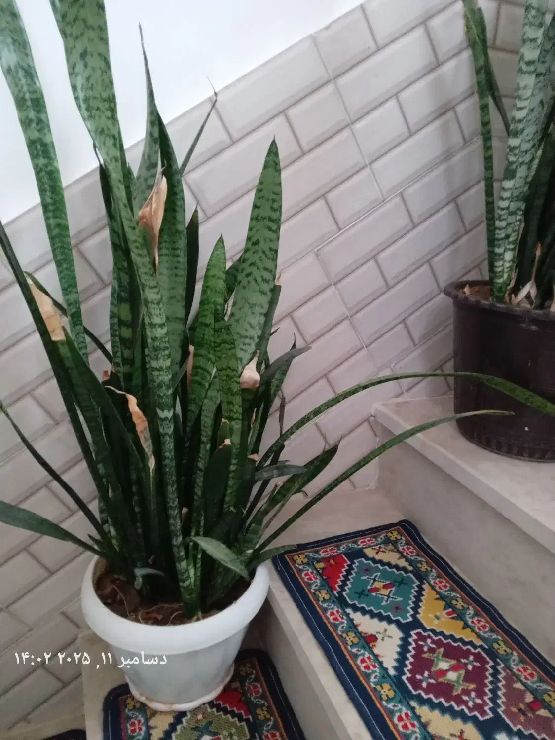 گل با گلدان|گل و گیاه طبیعی|گلپایگان, |دیوار