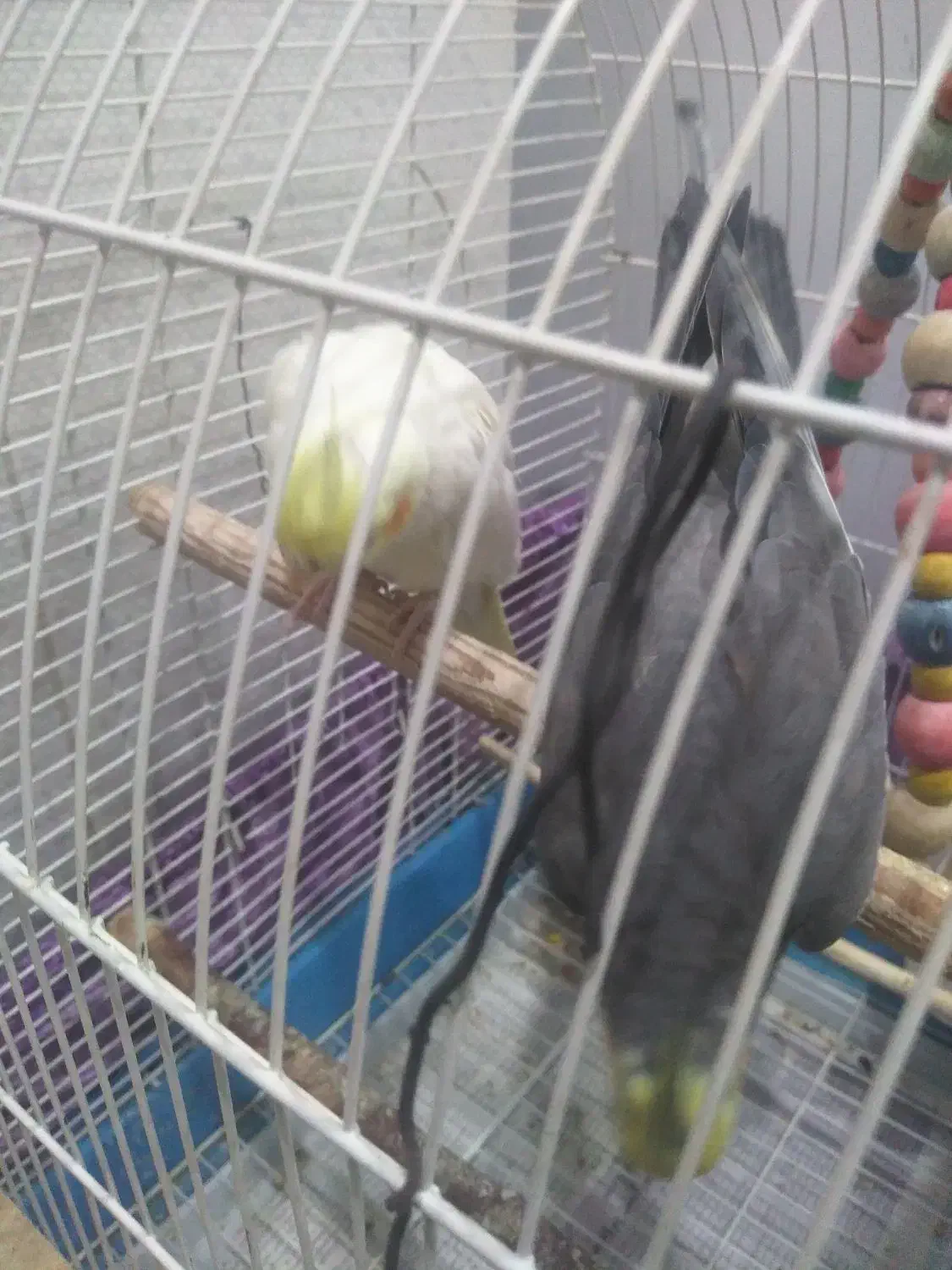 یک جفت عروس هلندی|پرنده|پاکدشت, پاکدشت (مامازند)|دیوار