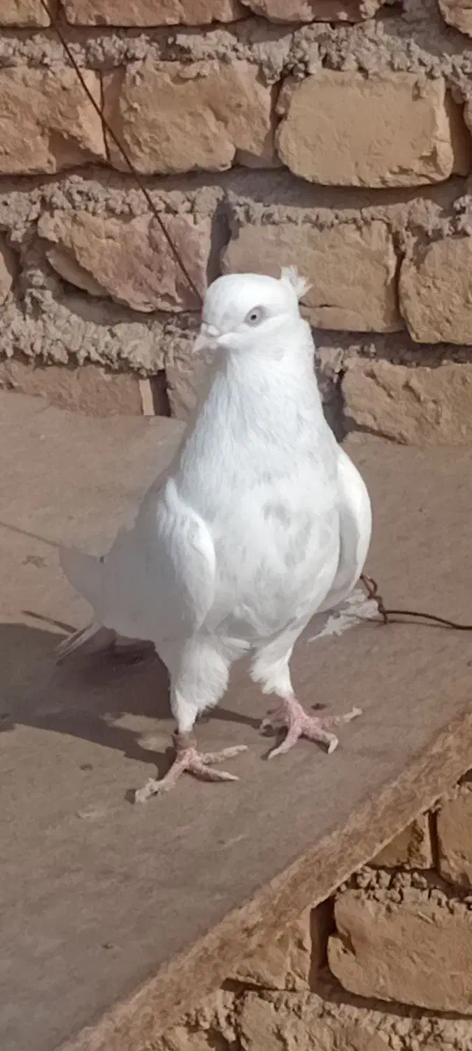 سرور تهرونی|پرنده|میبد, |دیوار