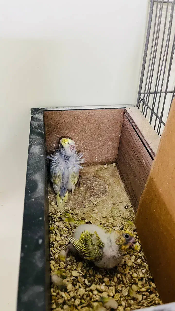 جفت مرغ عشق دوگُل با جوجه|پرنده|بندر ماهشهر, |دیوار