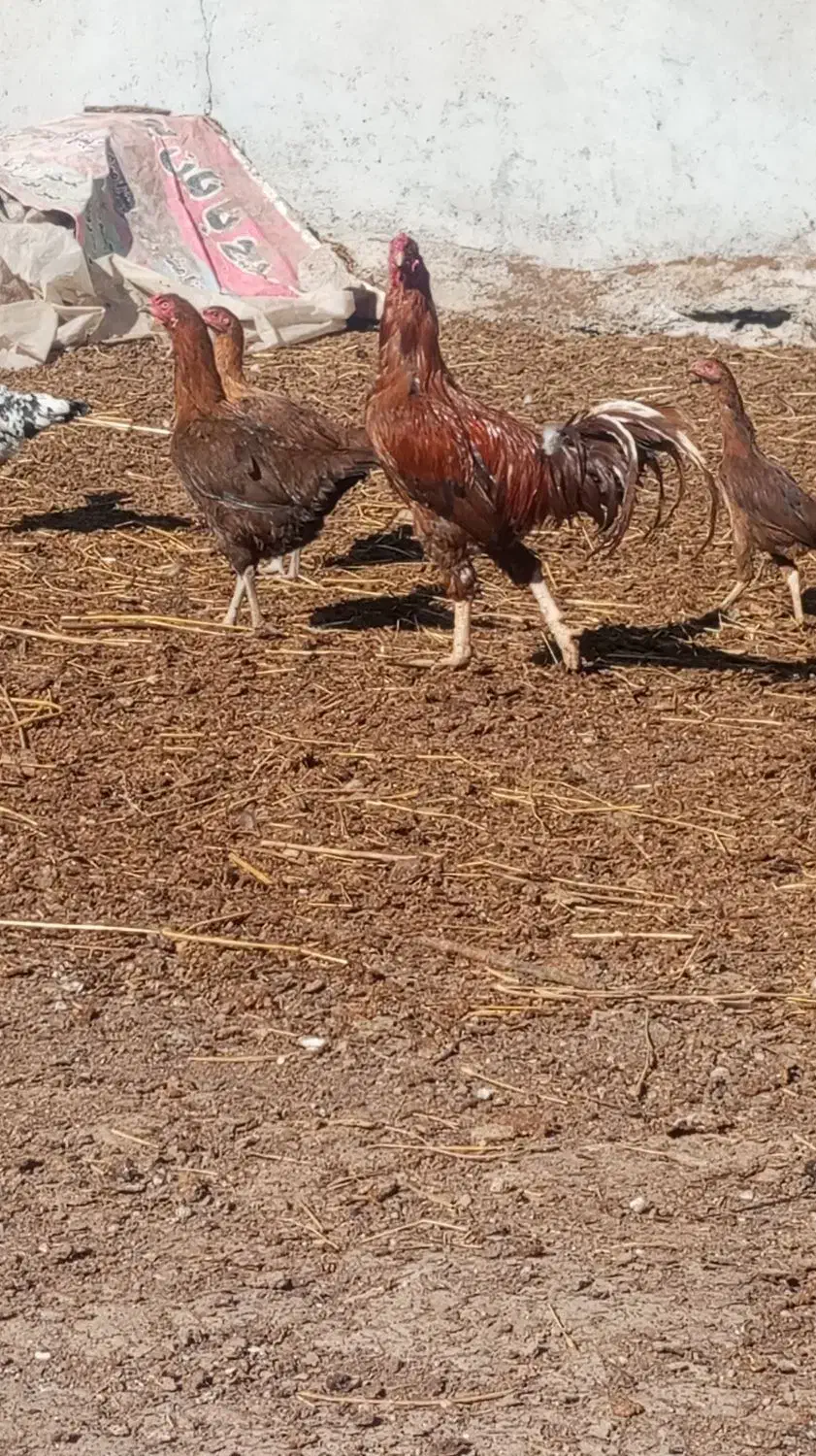 خروس لاری به همراه چند تا مرغ و جوجه لاری|حیوانات مزرعه|اردبیل, |دیوار