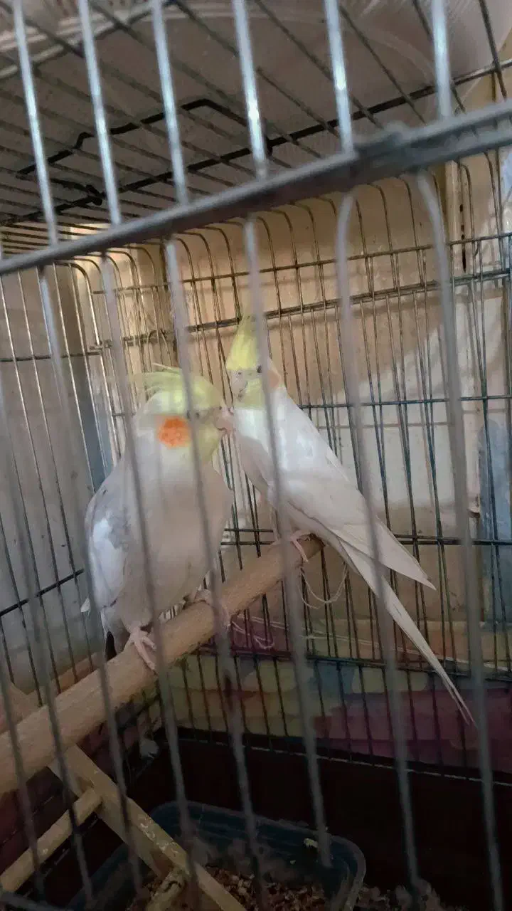 عروس هلندی جوان ۴ کلمه صحبت میکنه|پرنده|بندر امام خمینی, |دیوار