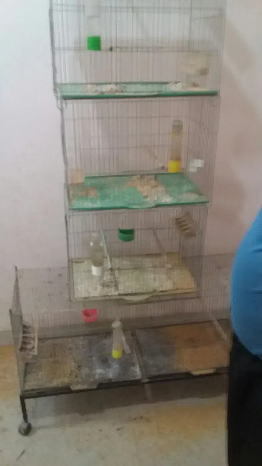 9 عدد قفس قناری 50 سانتی و یک برون|لوازم جانبی حیوانات|شیراز, میانرود|دیوار