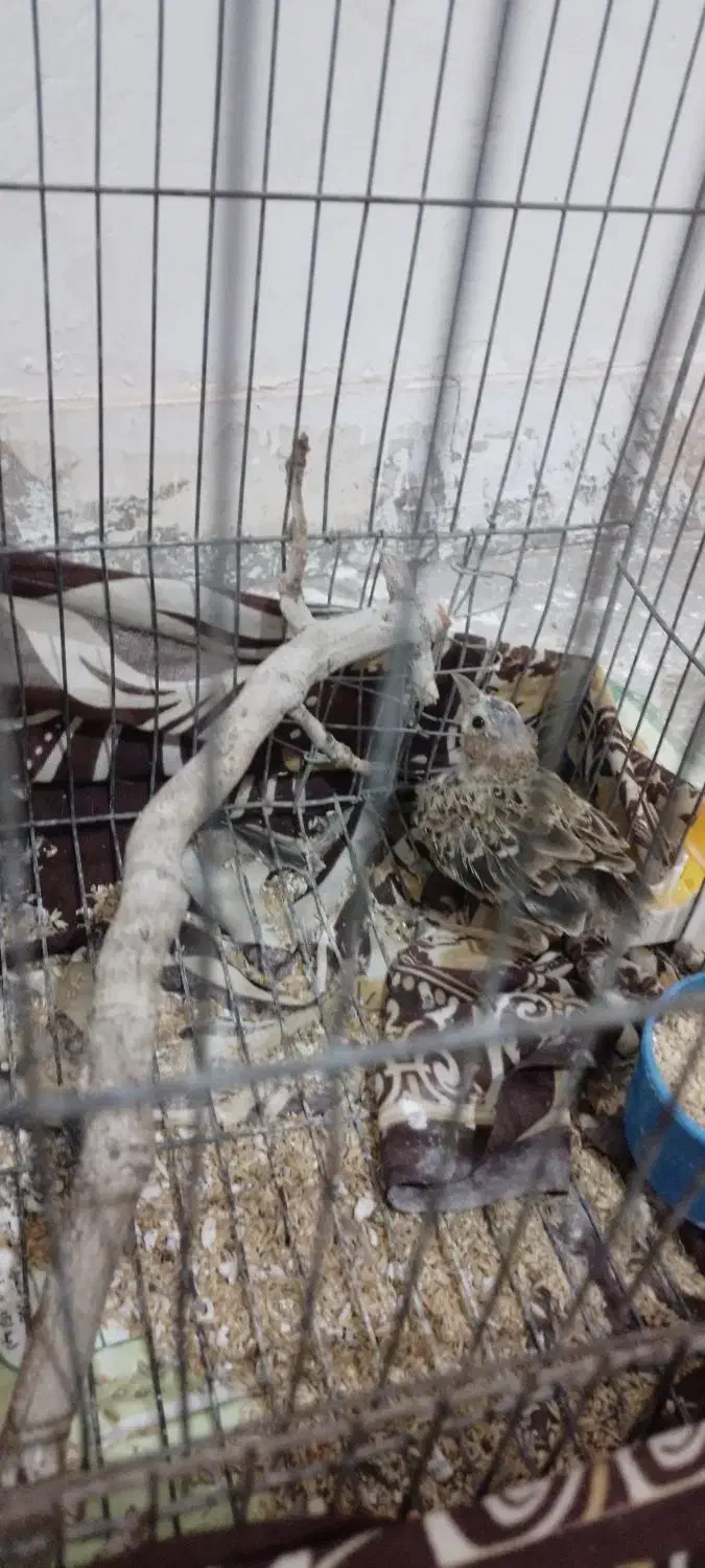 خانه|پرنده|اردکان, |دیوار