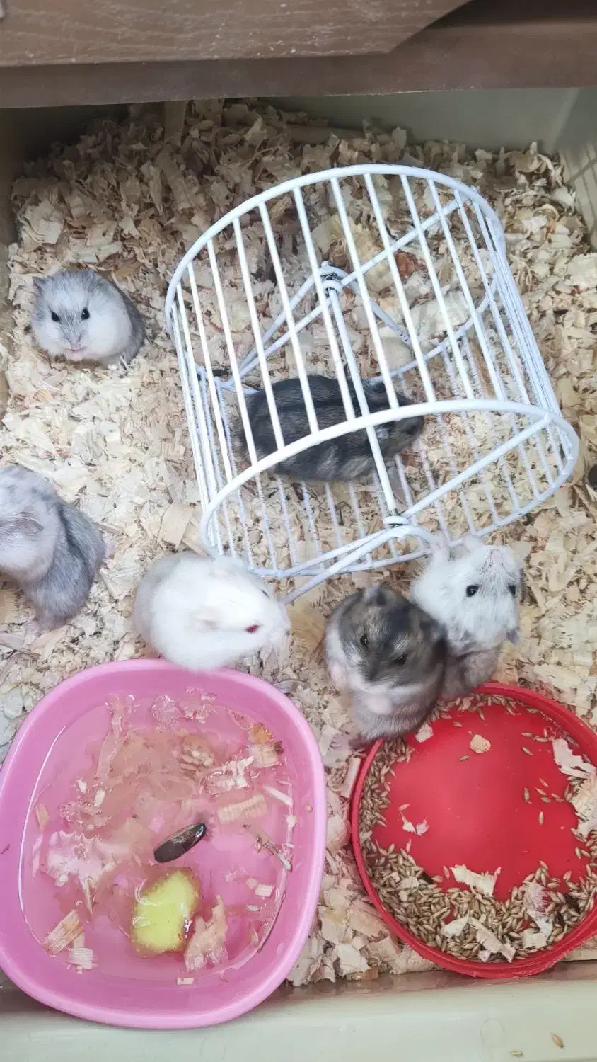 همستر|موش و خرگوش|تهران, شهرک چیتگر|دیوار