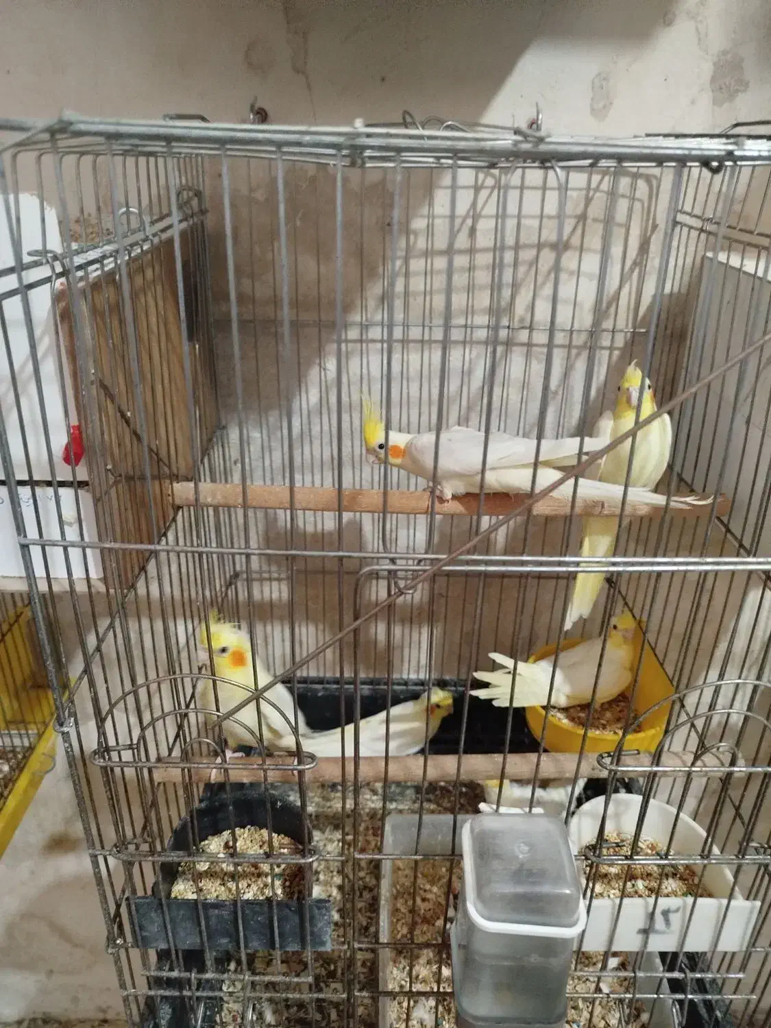 جفت عروس هلندی لوتینو|پرنده|کاشان, صنعت|دیوار