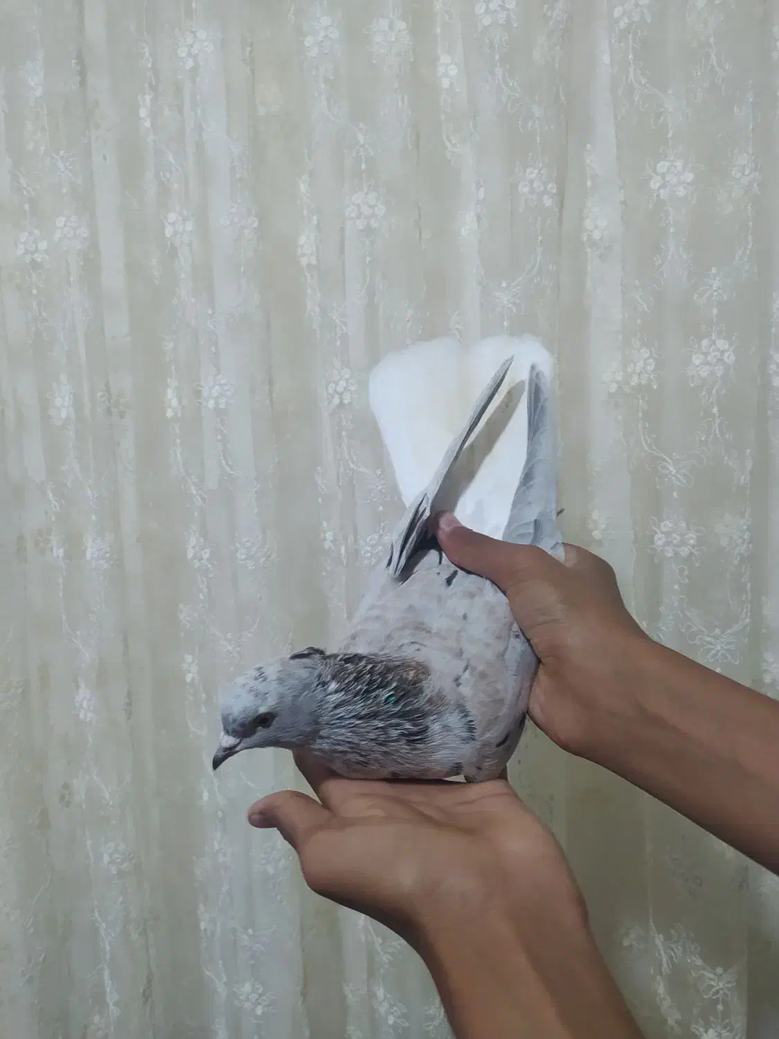 کبوتر|پرنده|نگین شهر, |دیوار