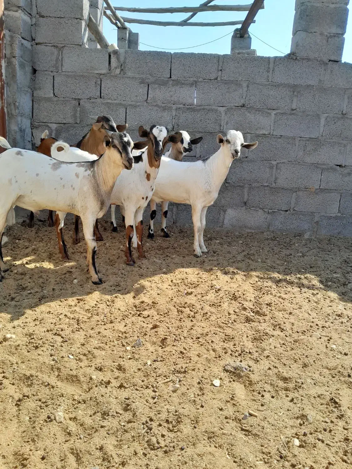 کهره سومال|حیوانات مزرعه|بستک, |دیوار