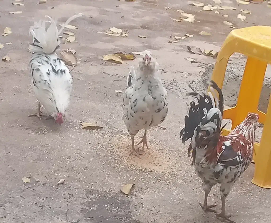 ۳عدد چهل پوپ۲خروس ومرغ تخم گزار گلین اصل|حیوانات مزرعه|پیر سلیمان, |دیوار