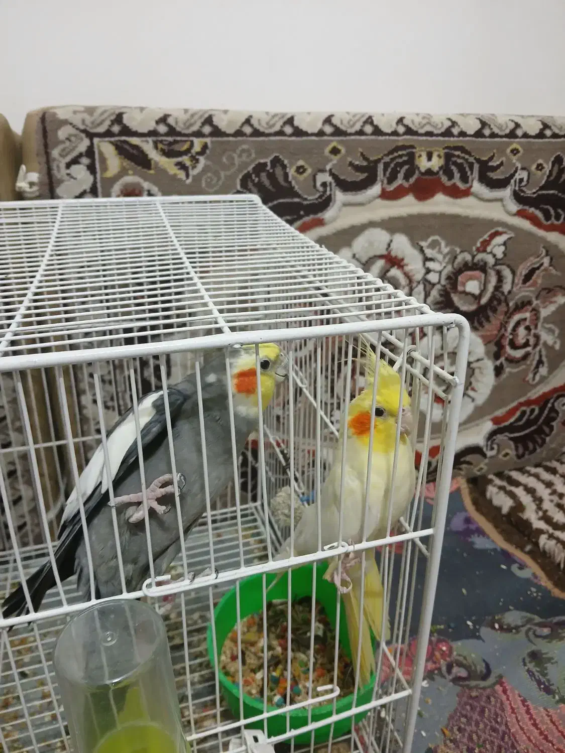 جفت عروس هلندی دستی و سخنگو|پرنده|مشهد, ادیب نیشابوری (شهرک غرب)|دیوار