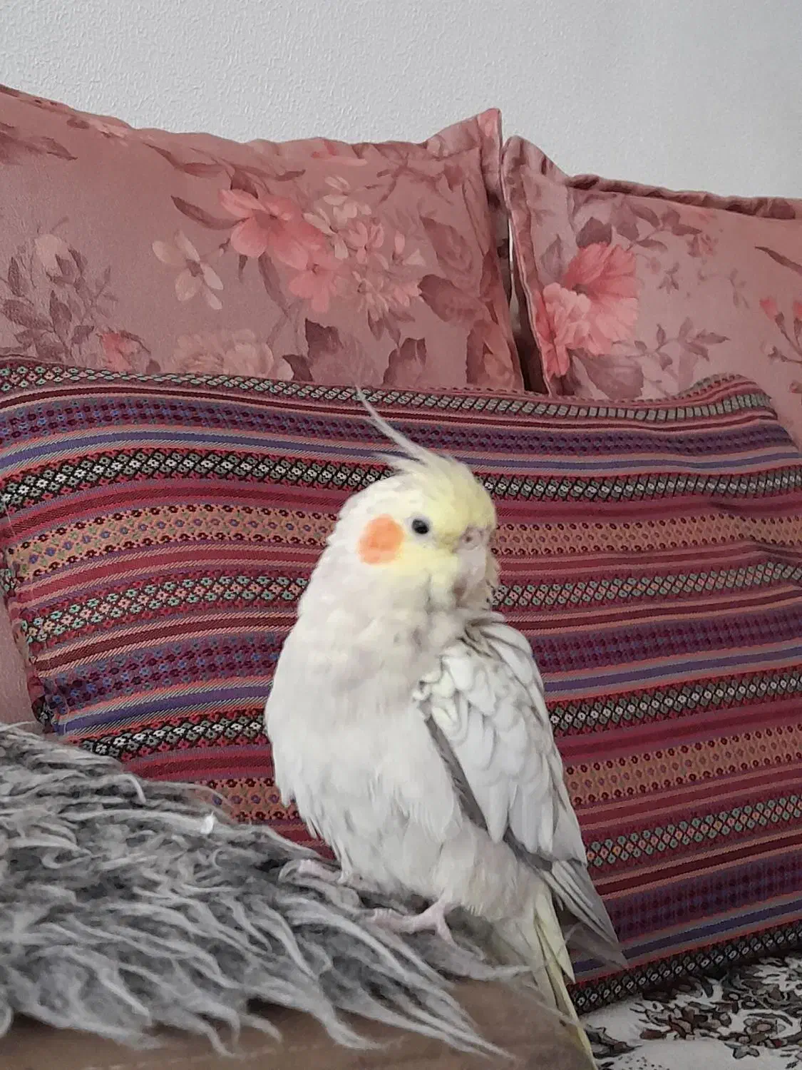 فروش عروس هلندی|پرنده|شاهین‌شهر, امیرکبیر|دیوار