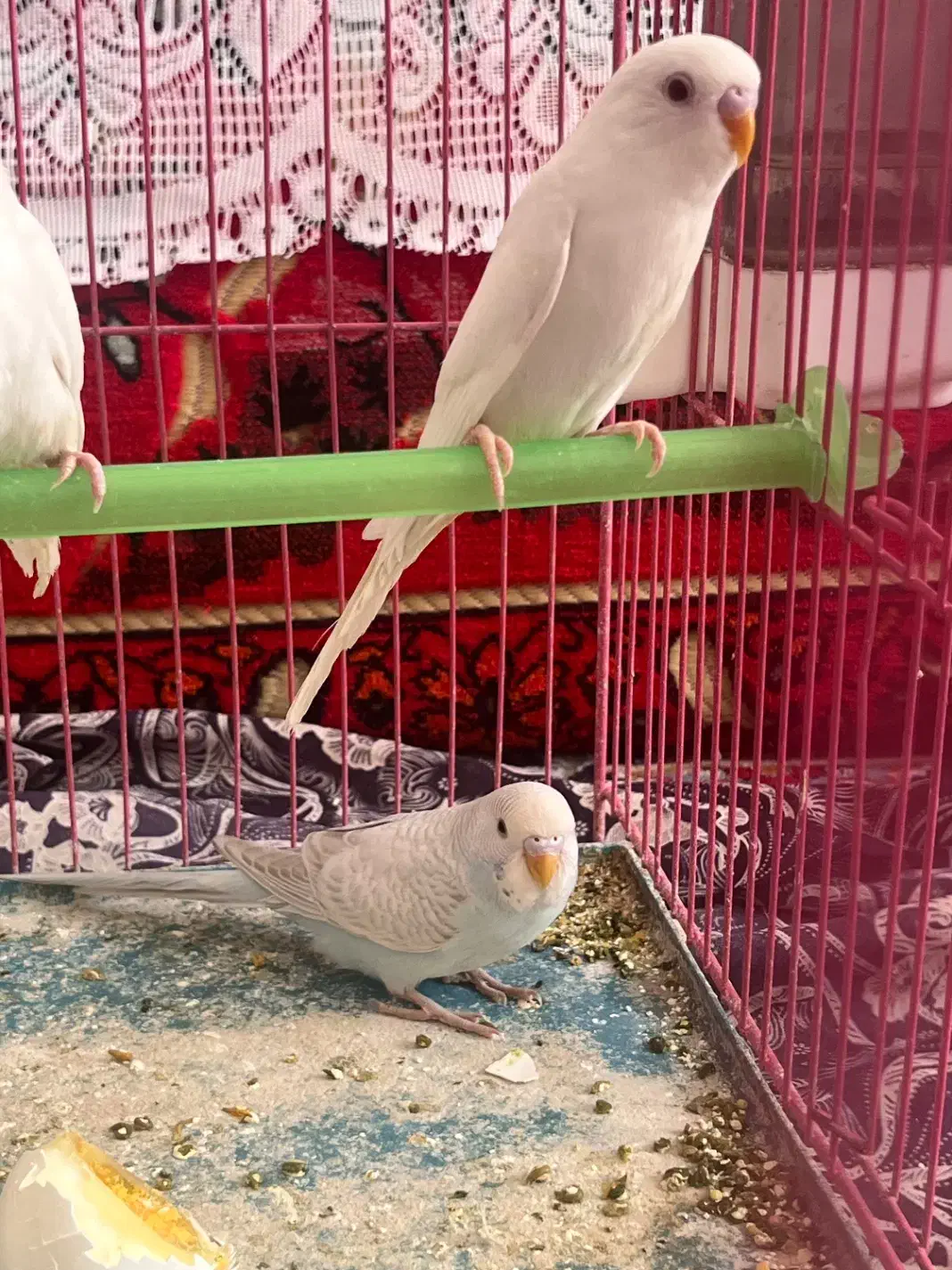 مرغ عشق سفید هلندی چشم قرمز وآبی کمرنگ(رنگ خاص)|پرنده|استهبان, |دیوار