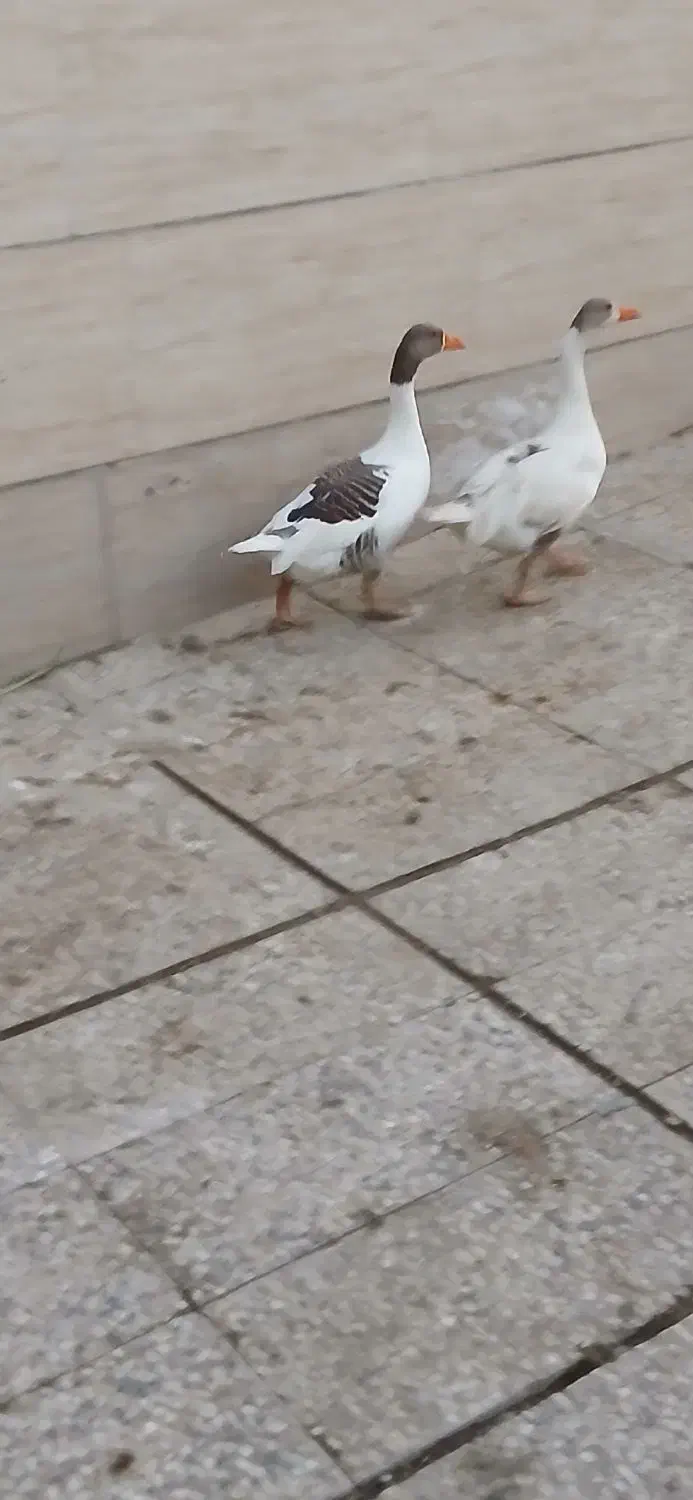 نروماده|حیوانات مزرعه|تهران, آذری|دیوار