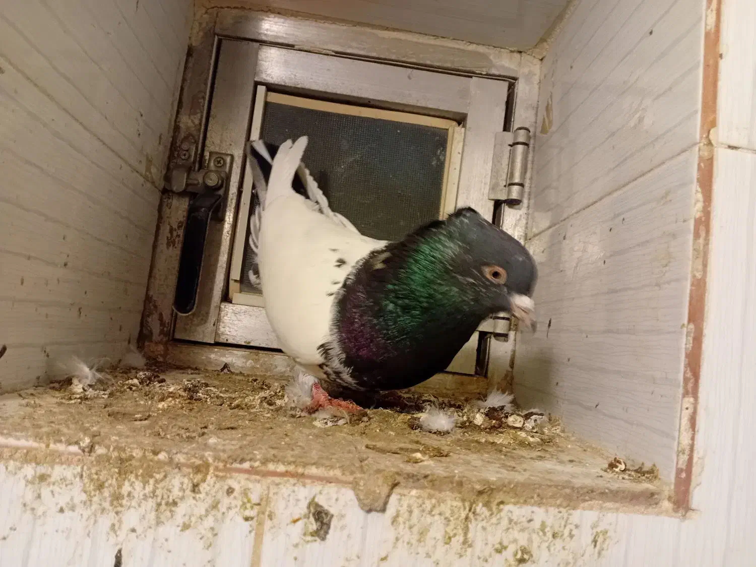 کبوتر|پرنده|میاندوآب, |دیوار