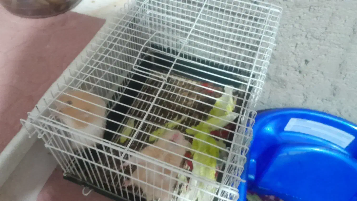 دو عدد همستر بازیگوش|موش و خرگوش|بومهن, |دیوار