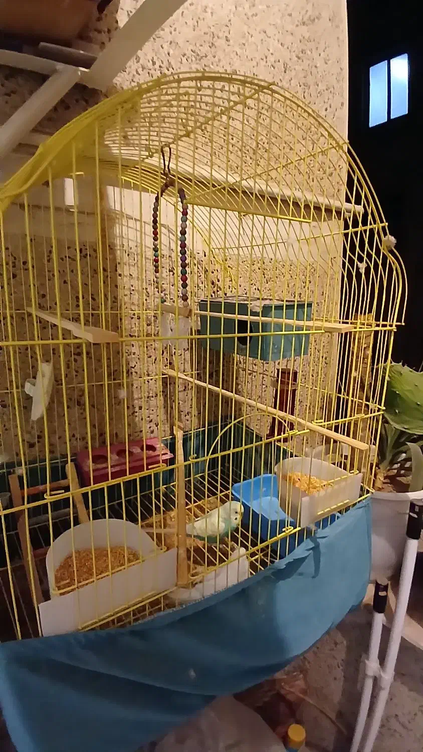 یک جفت مرغ عشق به همراه دو قفس و متعلقات|پرنده|فردیس, خیام غربی|دیوار