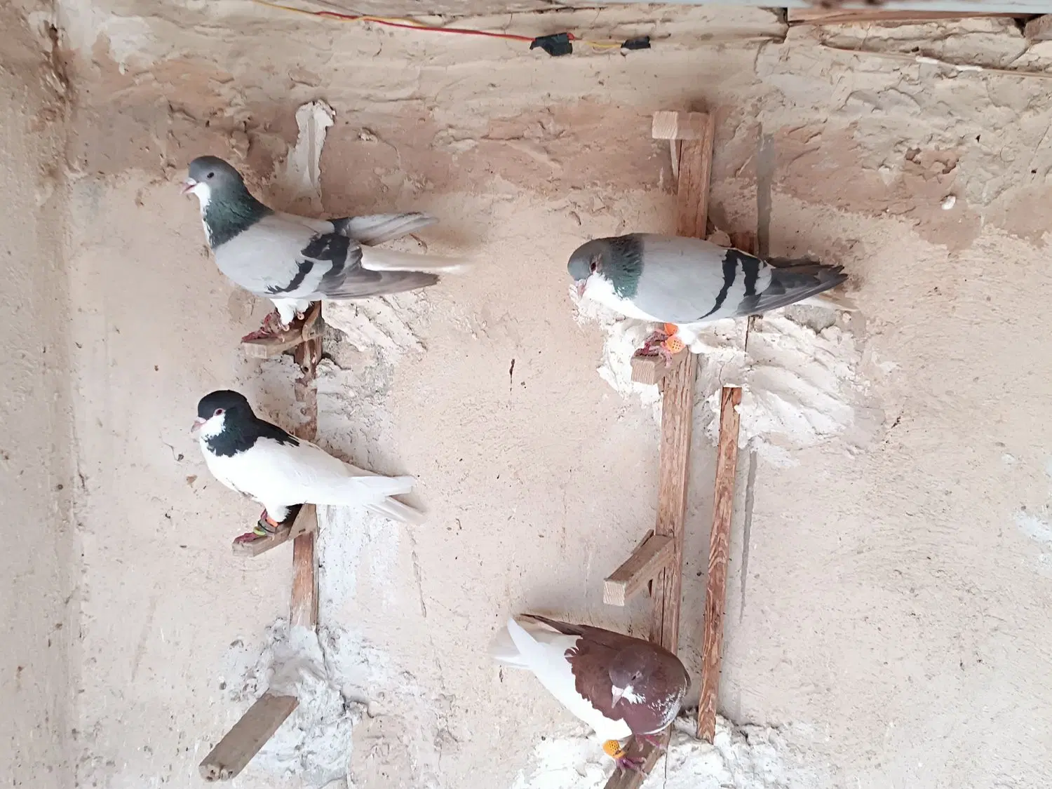 کبوتر|پرنده|شیراز, نیستان|دیوار