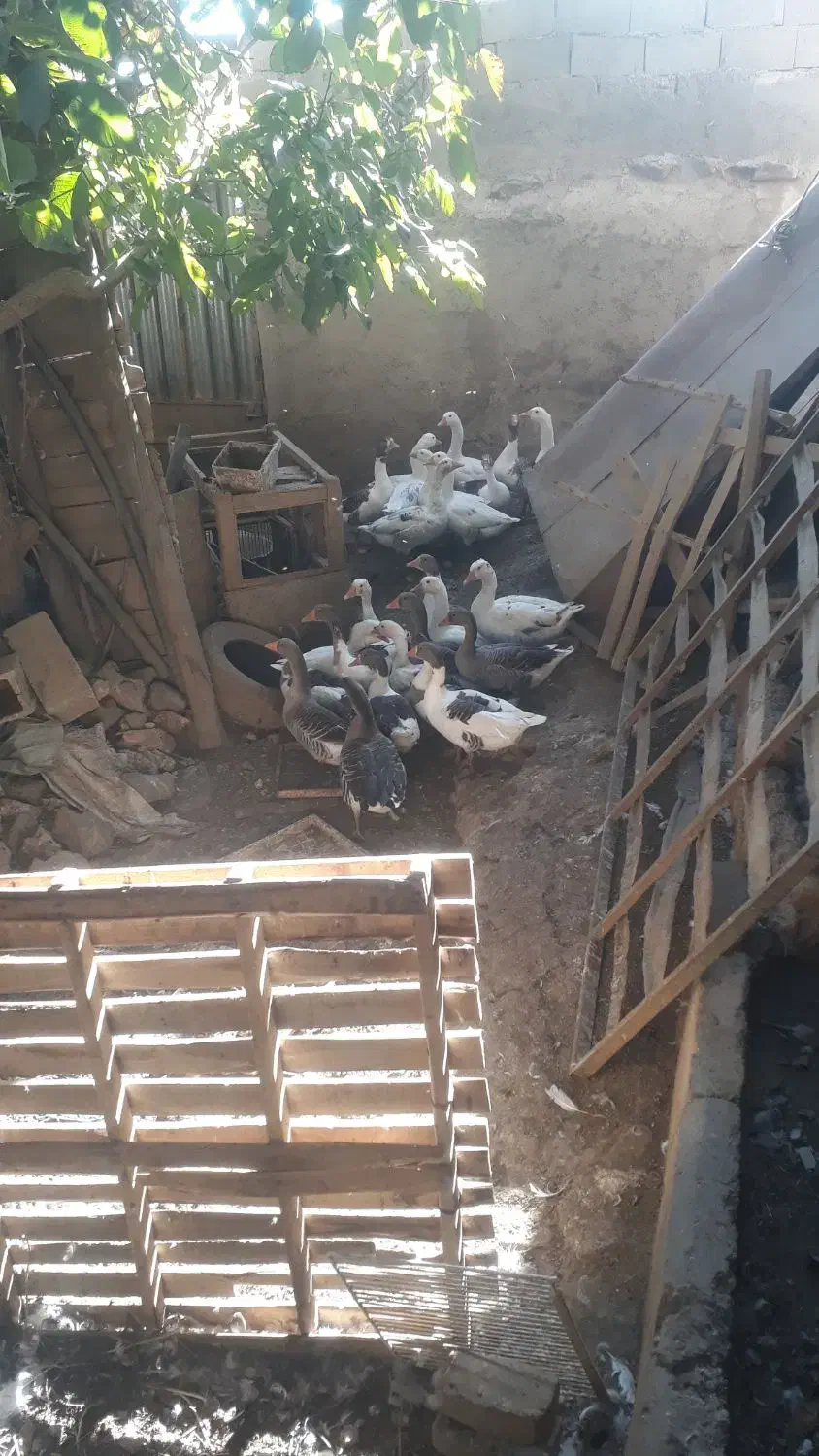 فروش غاز|حیوانات مزرعه|رزن, |دیوار