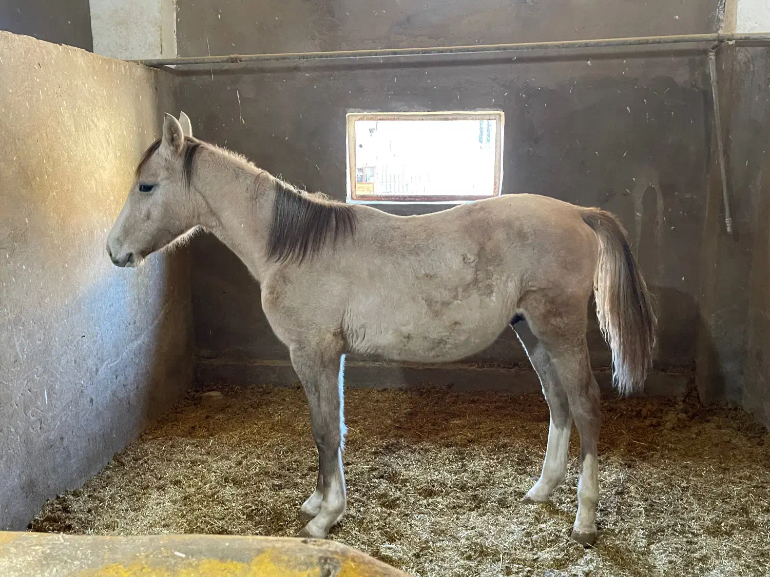 اسب کره نریان|اسب و تجهیزات اسب‌سواری|شیراز, گویم|دیوار