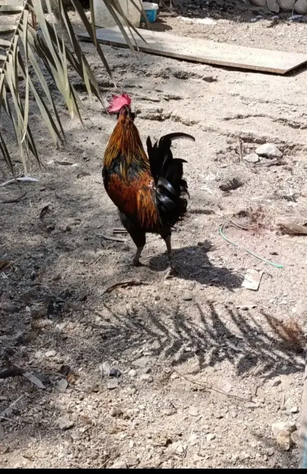 خروس و مرغ محلی بندرلنگه|حیوانات مزرعه|بندرلنگه, |دیوار