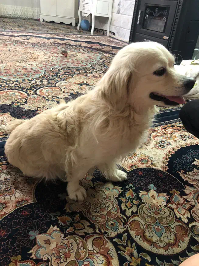 سگ پیدا شده|حیوانات|سبزوار, سجاد|دیوار