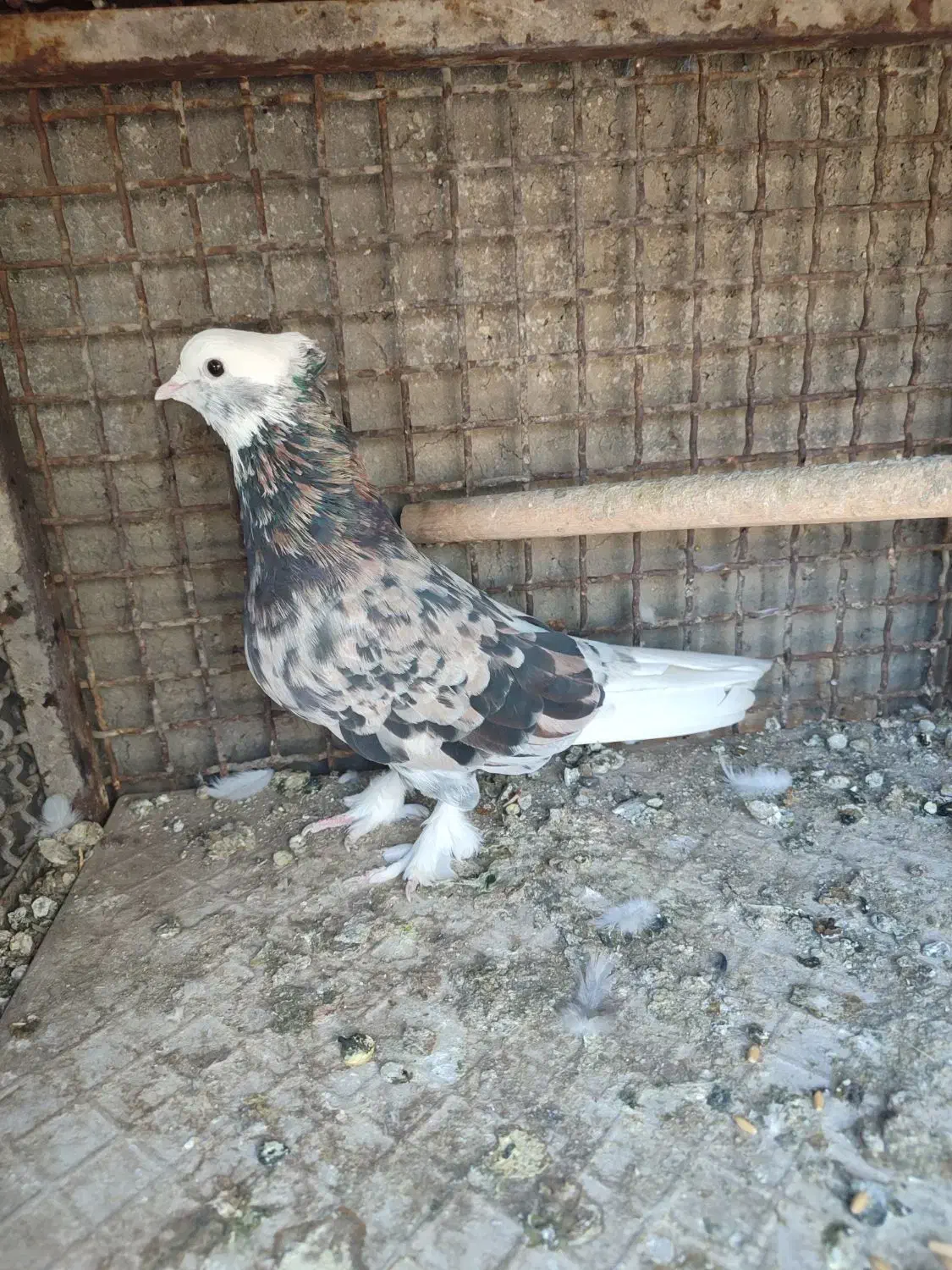 نر سرور|پرنده|ملایر, |دیوار