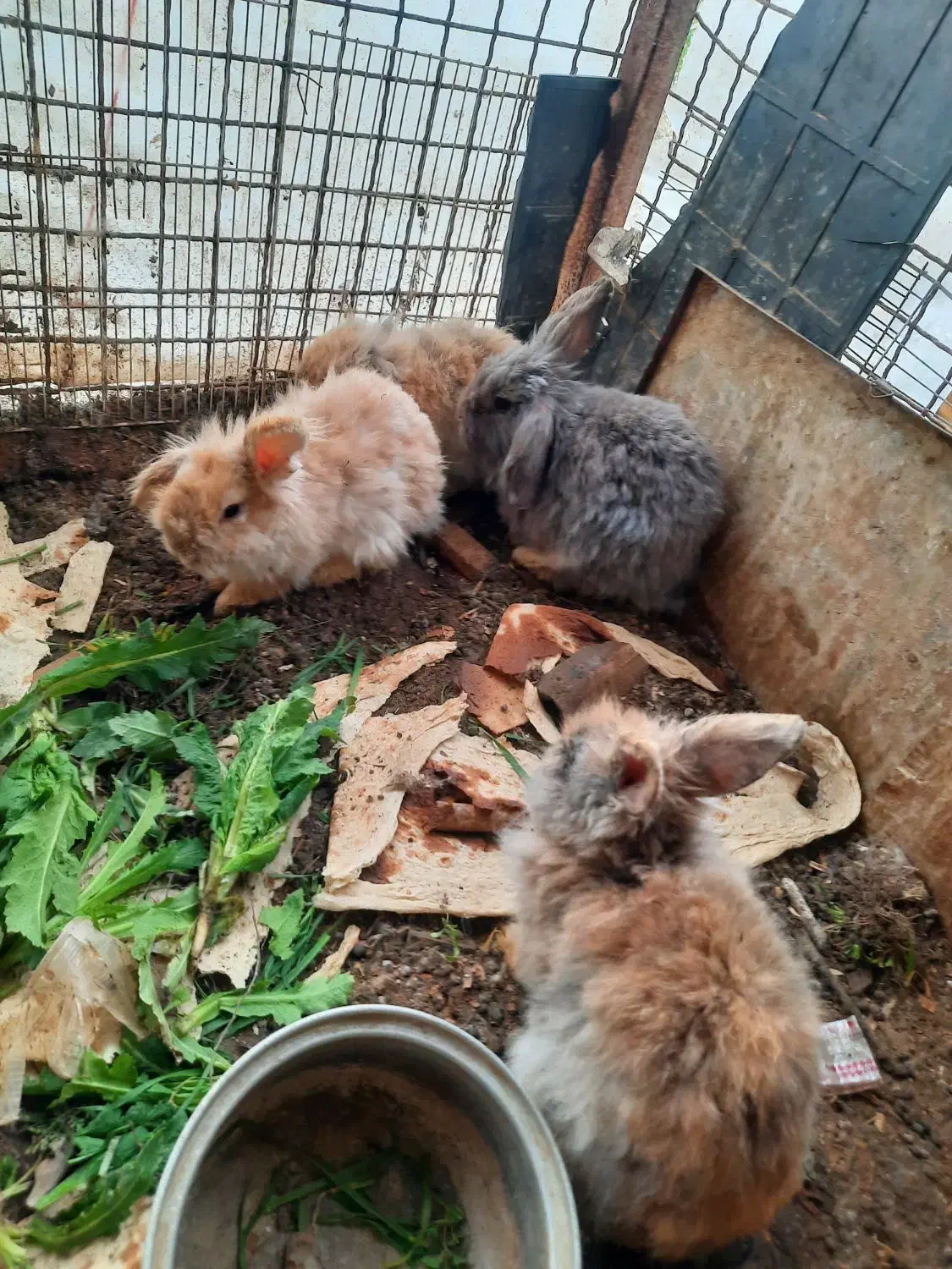 خرگوش لوپ|موش و خرگوش|نیشابور, هفده شهریور|دیوار