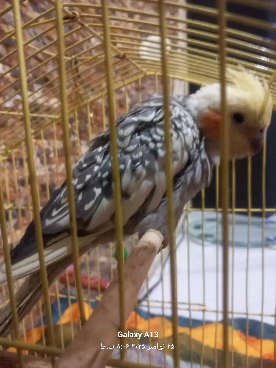 عروس هلندی|پرنده|ری, علایین|دیوار