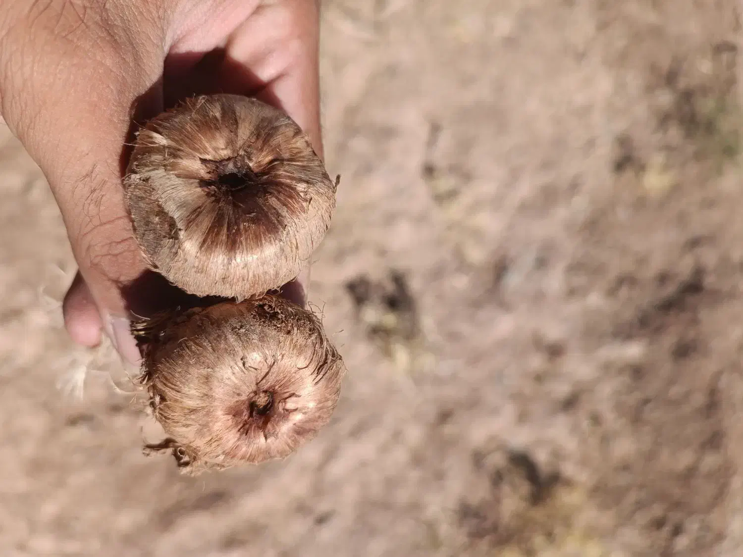 پیش فروش پیاز زعفران|گل و گیاه طبیعی|مشهد, ده دی|دیوار