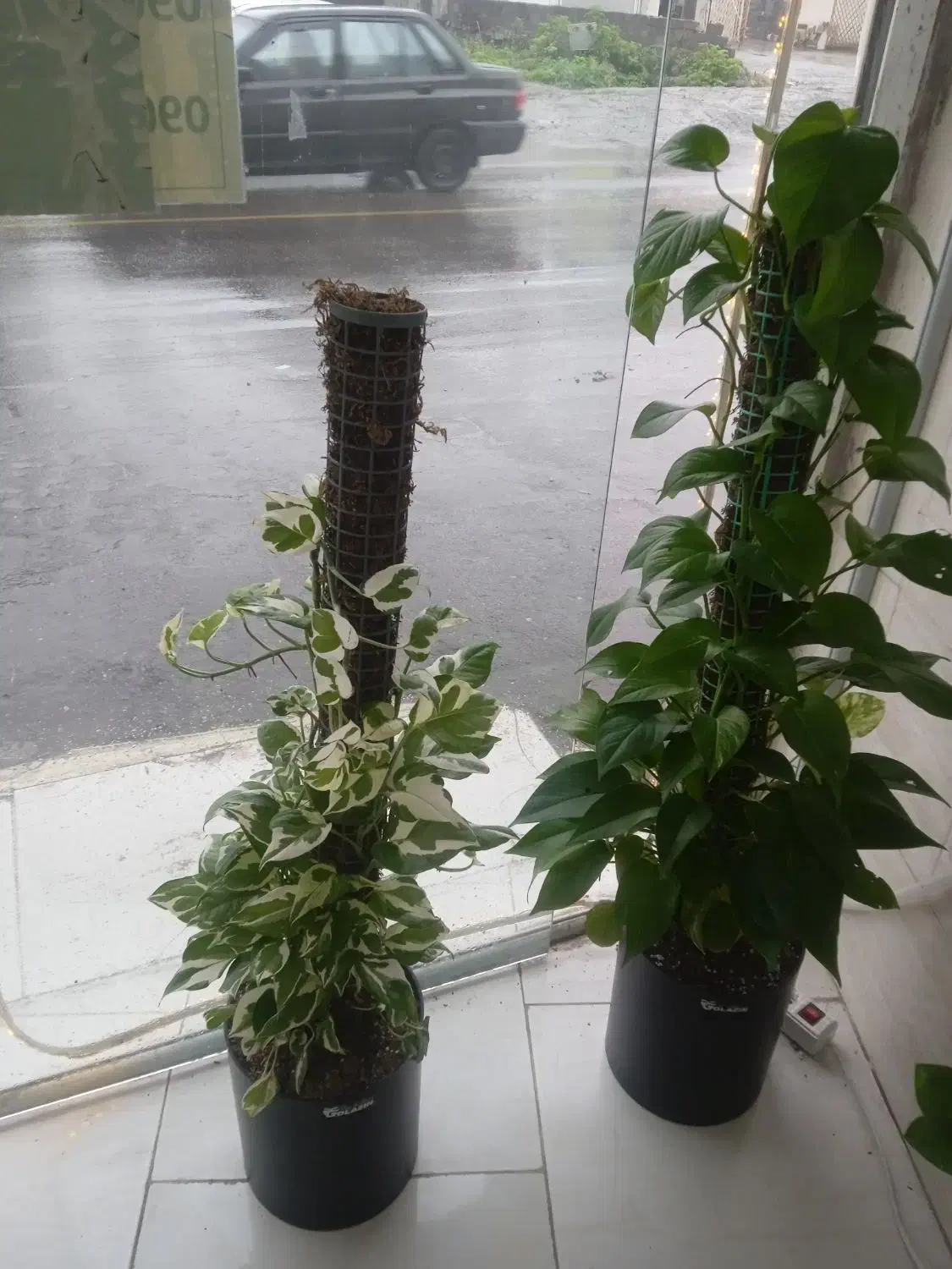 گل آپارتمانی ومغازه ای پتوس|گل و گیاه طبیعی|رشت, کوی حسینی|دیوار