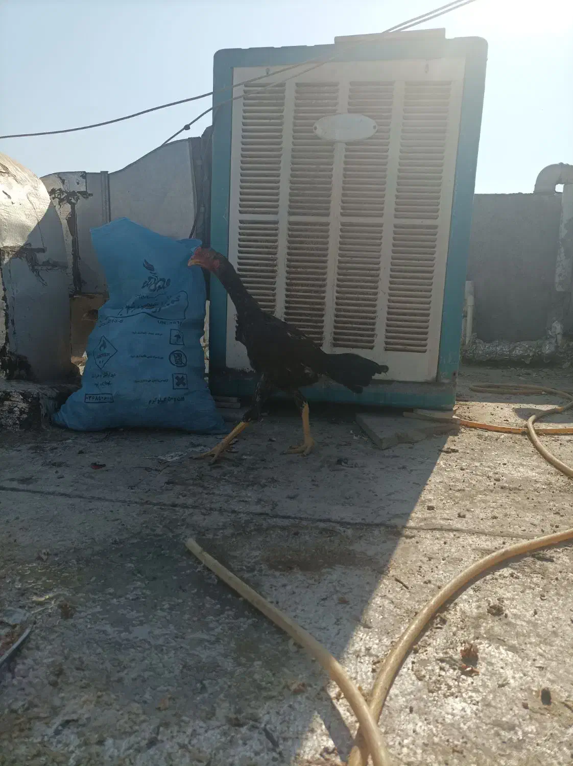 جوجه لاری|حیوانات مزرعه|تهران, نیروی هوایی (پیروزی)|دیوار