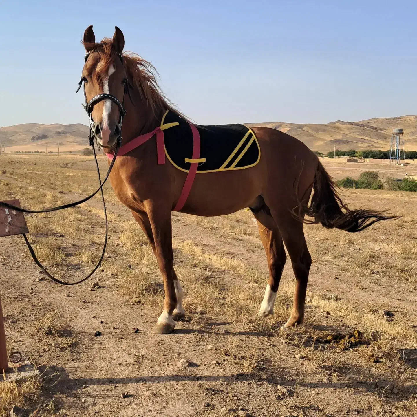 اسب|اسب و تجهیزات اسب‌سواری|ابهر, |دیوار