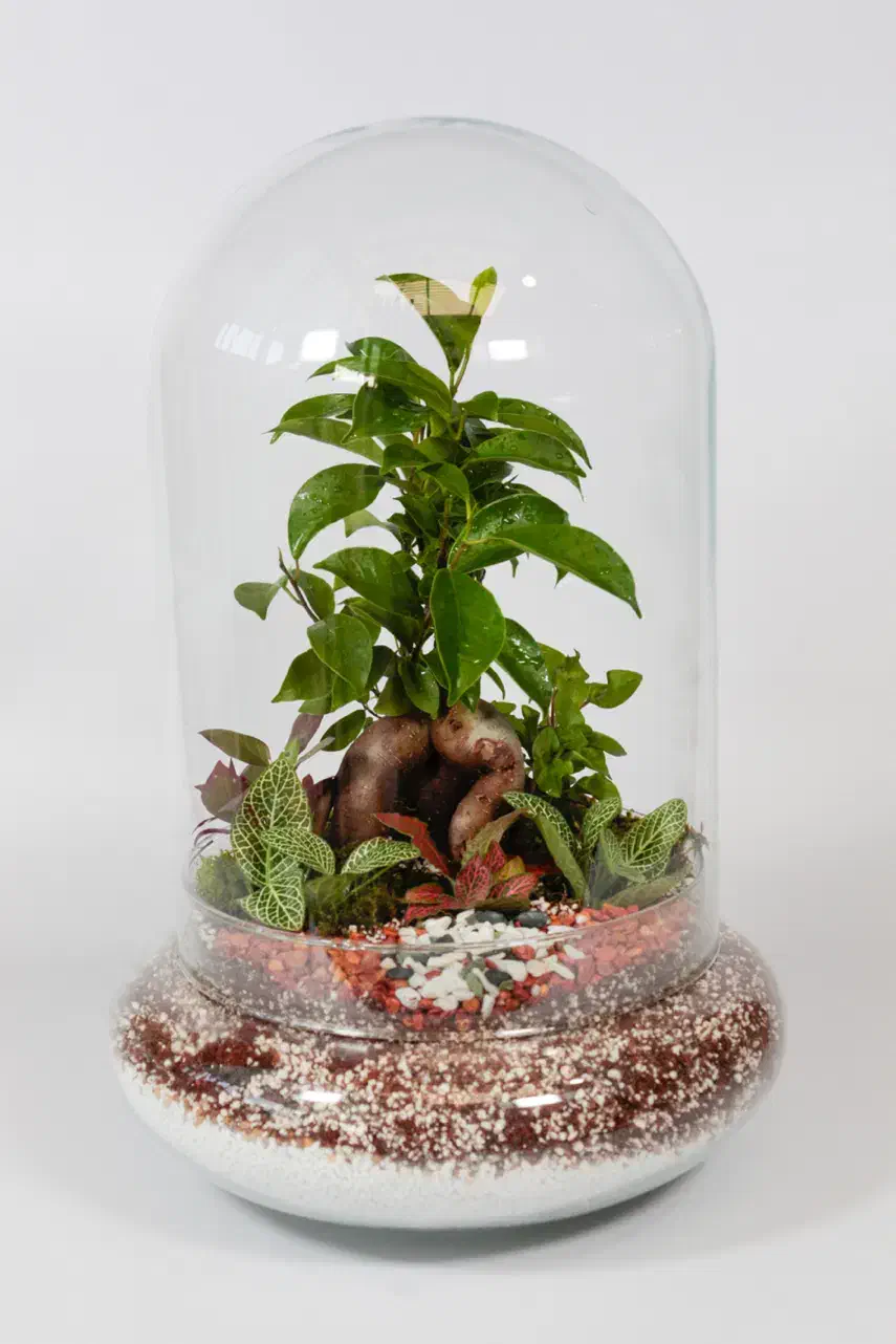 تولید و پخش انواع تراریوم تک و عمده با تنوع بالا|گل و گیاه طبیعی|تهران, آهنگ|دیوار