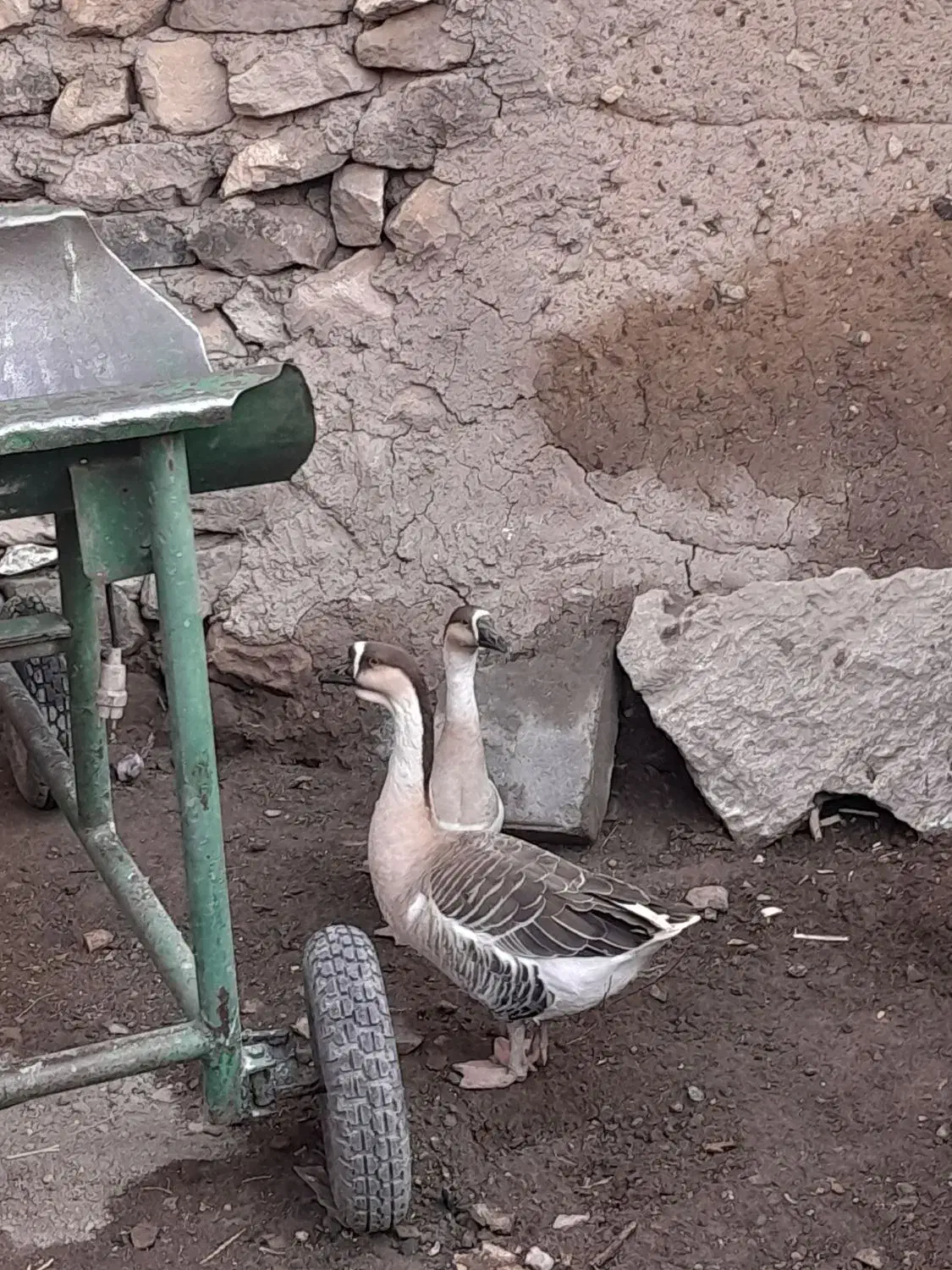 قوغاز|حیوانات مزرعه|صفائیه, |دیوار