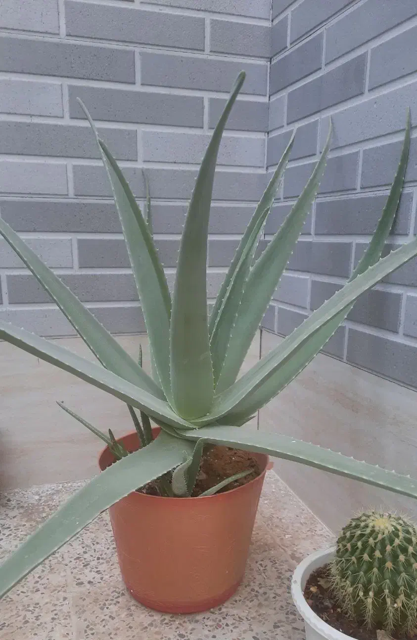 گیاه آلوئه ورا|گل و گیاه طبیعی|آباده, |دیوار