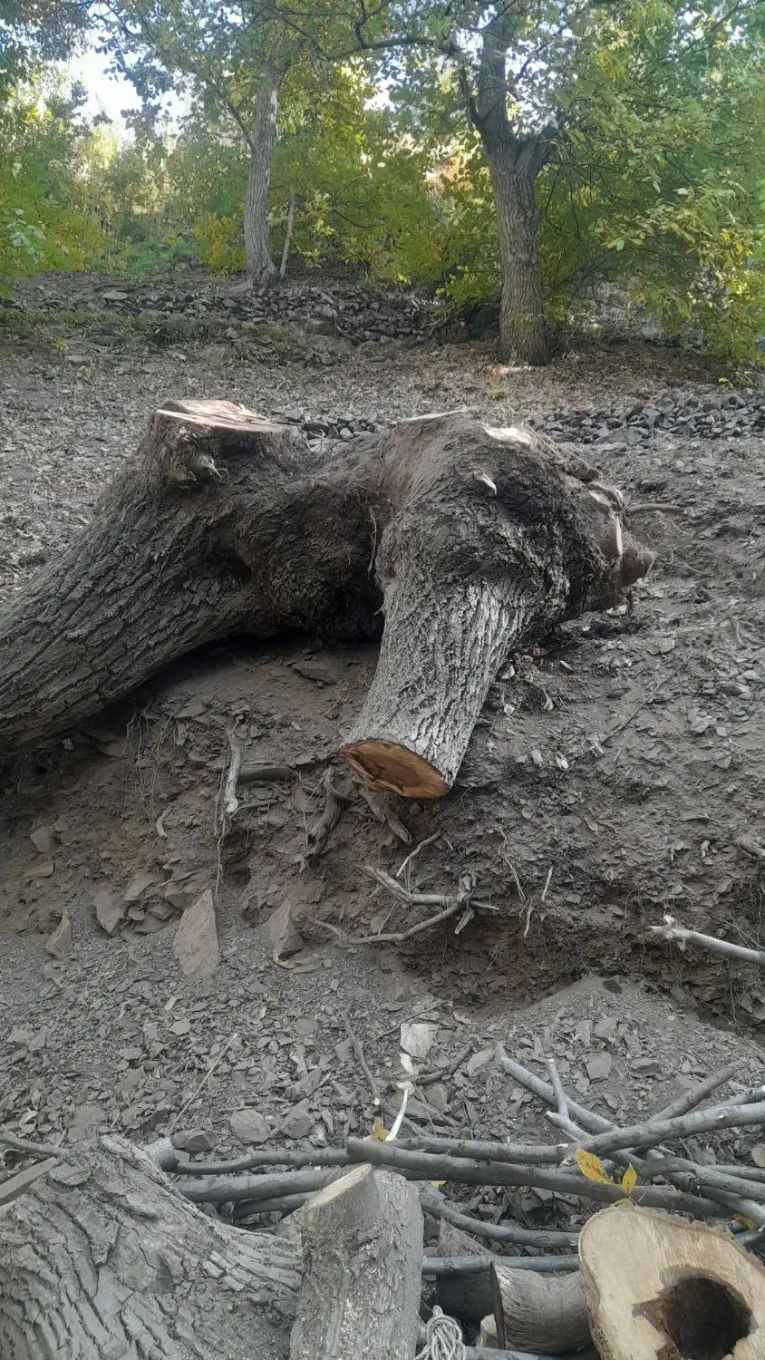 خرید درخت گردو|خدمات باغبانی و درختکاری|سنندج, |دیوار