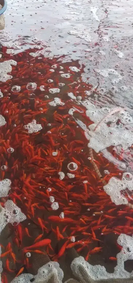 ماهی قرمز|ماهی|ساری, |دیوار