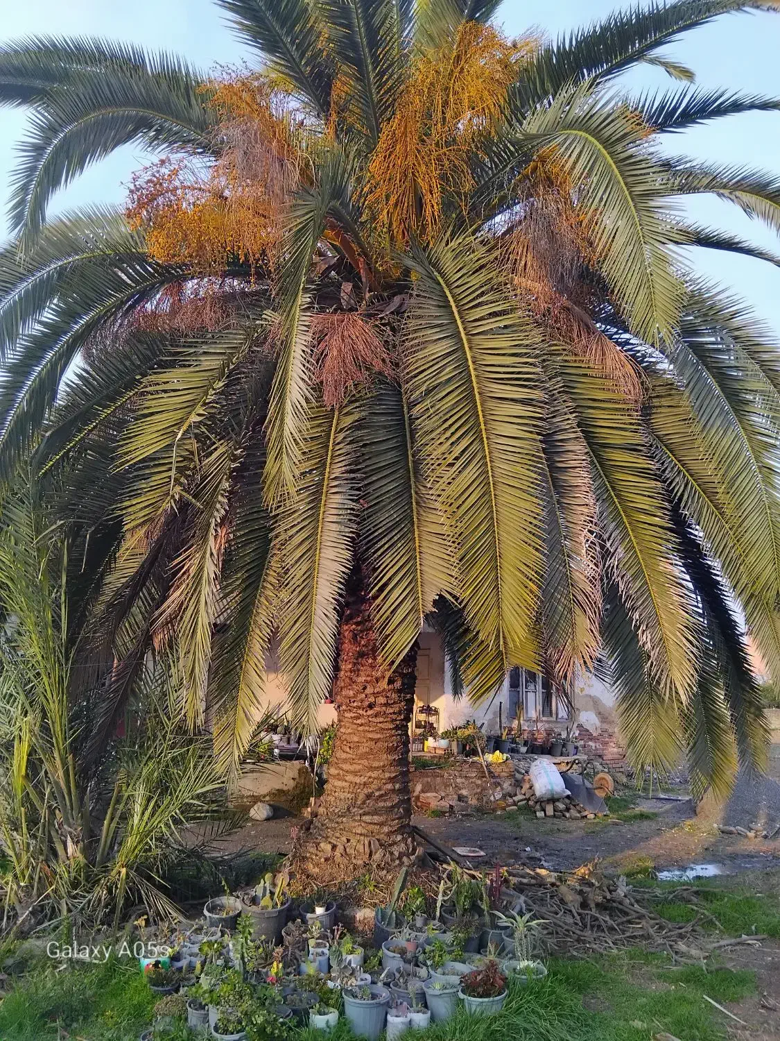 نخل خرما|گل و گیاه طبیعی|ارطه, |دیوار