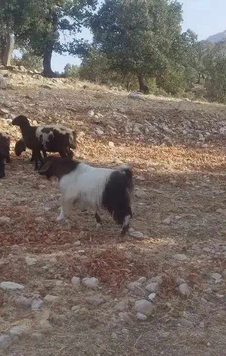 فروشی حیوان چپش|حیوانات مزرعه|لوداب, |دیوار