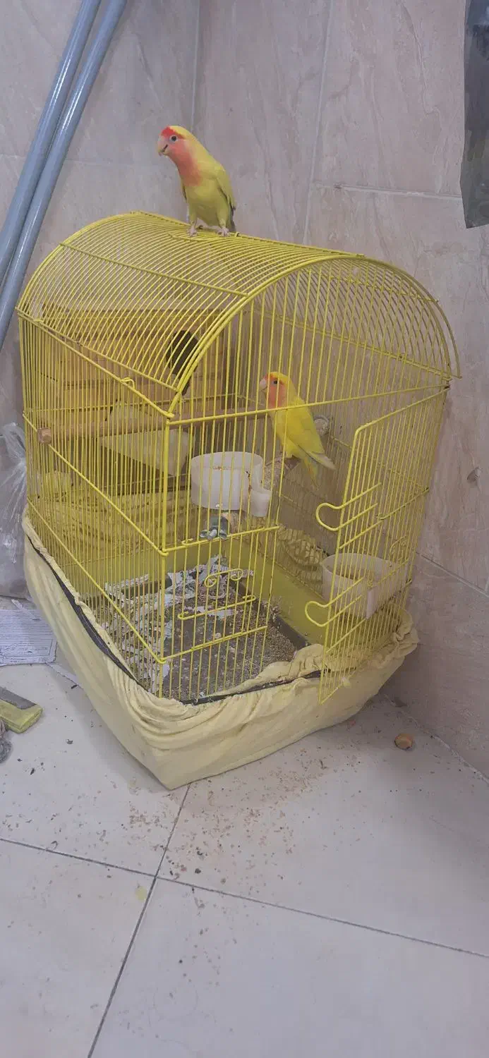 یک جفت طوطی برزیلی شناسنامه دار|پرنده|کرج, باغستان|دیوار