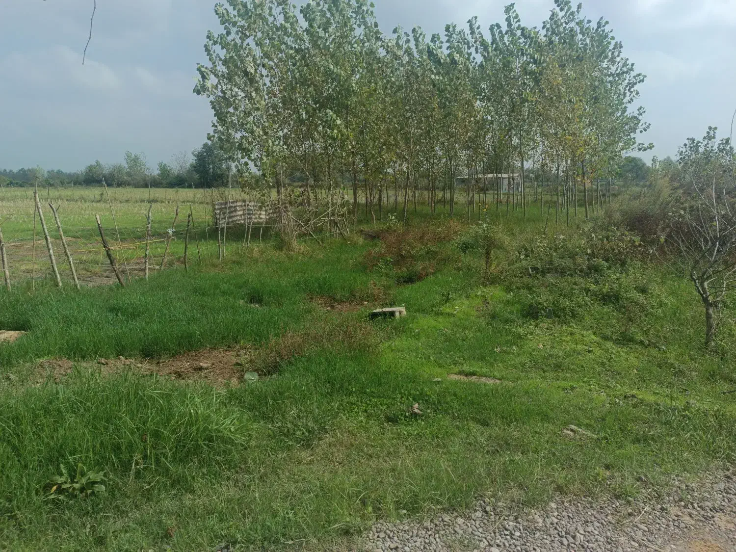 زمین باغی|فروش دفتر صنعتی، کشاورزی، تجاری|خمام, |دیوار