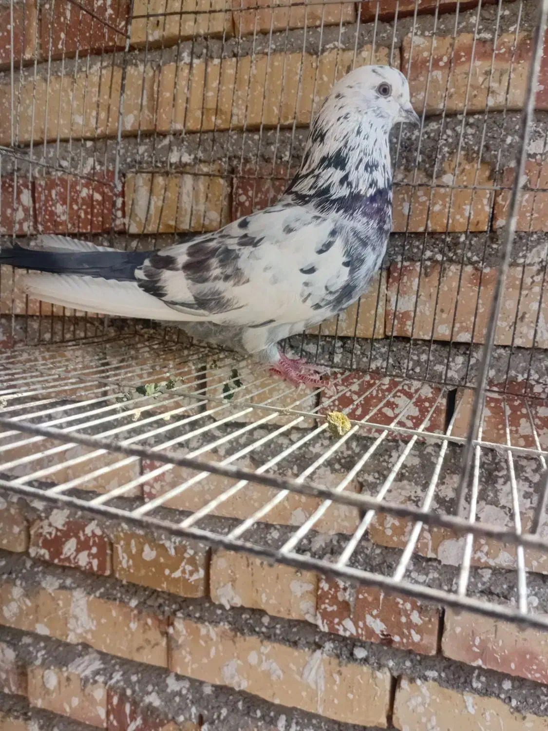 کبوتر|پرنده|صوفیان, |دیوار