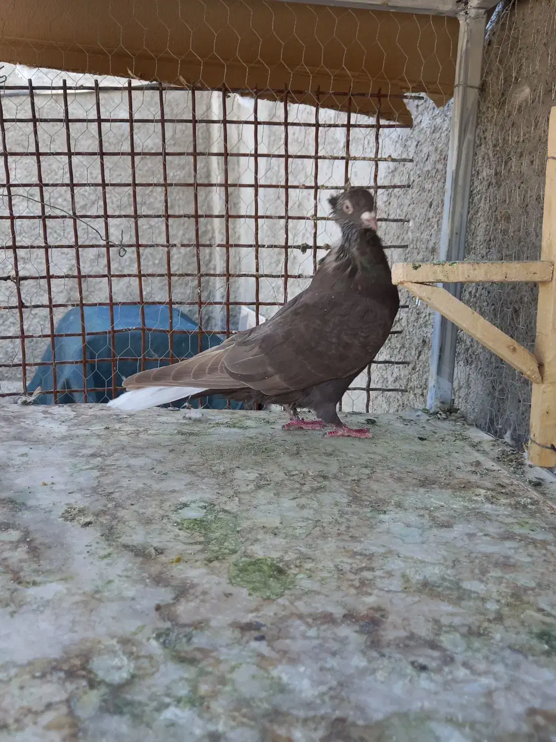 کبوتر جفتی و تکی|پرنده|مرودشت, نقش رستم|دیوار